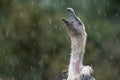 Griffon Vulture in the rain